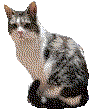 Chat couché